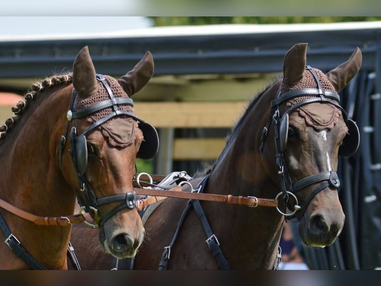 Poney de selle allemand Hongre 11 Ans 147 cm Bai brun foncé in Landolfshausen OT Mackenrode