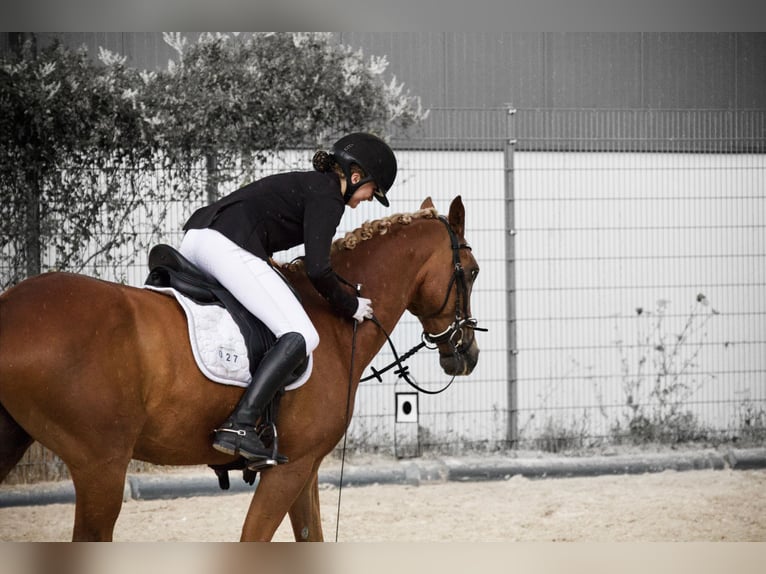 Poney de selle allemand Hongre 11 Ans 148 cm Alezan brûlé in Alfeld
