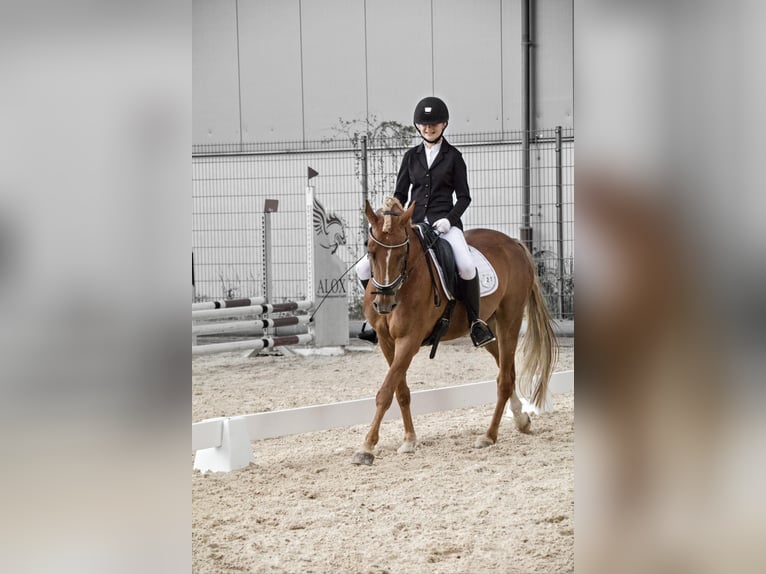 Poney de selle allemand Hongre 11 Ans 148 cm Alezan brûlé in Alfeld