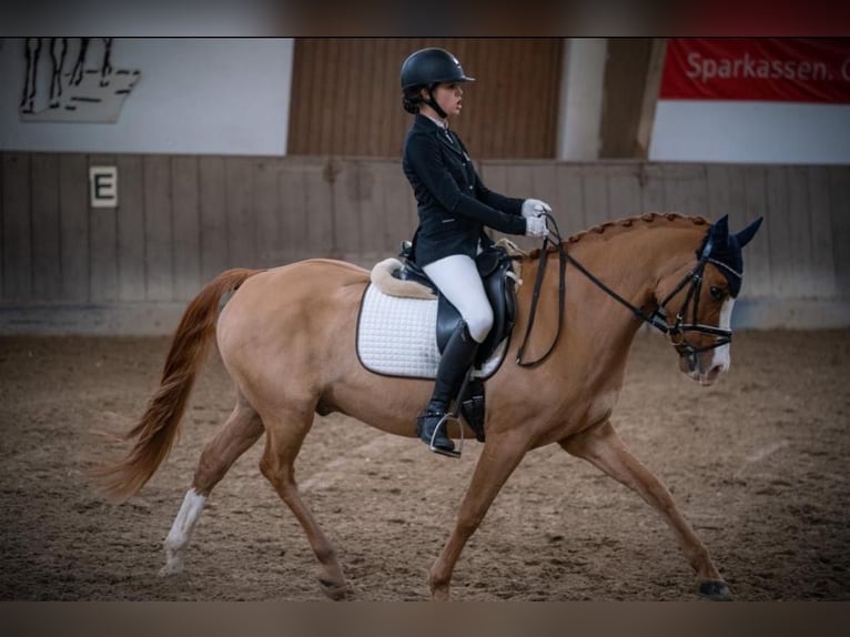 Poney de selle allemand Hongre 11 Ans 148 cm Alezan in Freirachdorf