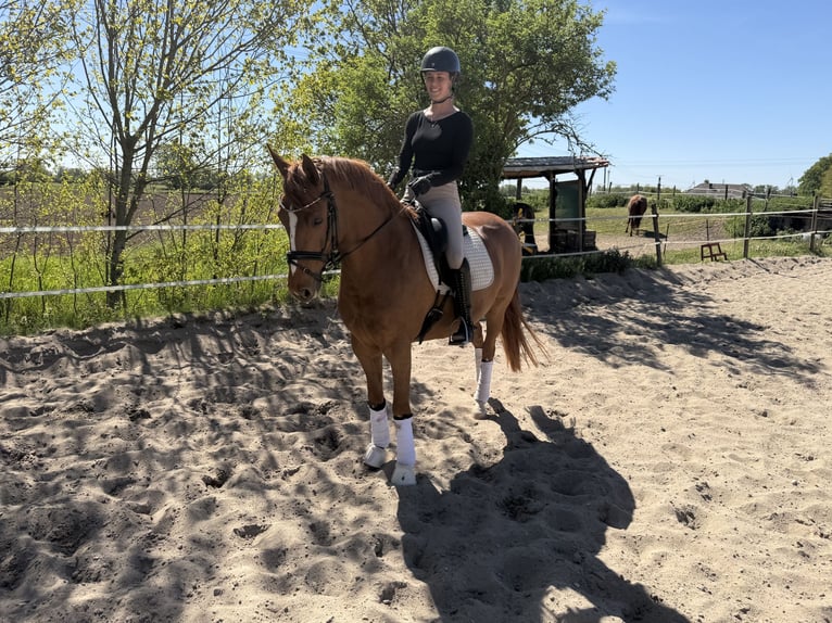Poney de selle allemand Hongre 11 Ans 148 cm Alezan in Kevelaer