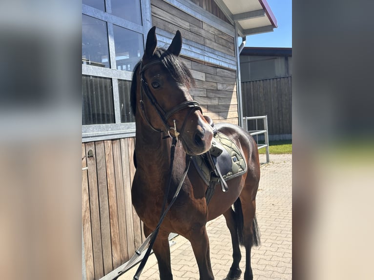 Poney de selle allemand Hongre 11 Ans 148 cm Bai brun in Leipzig