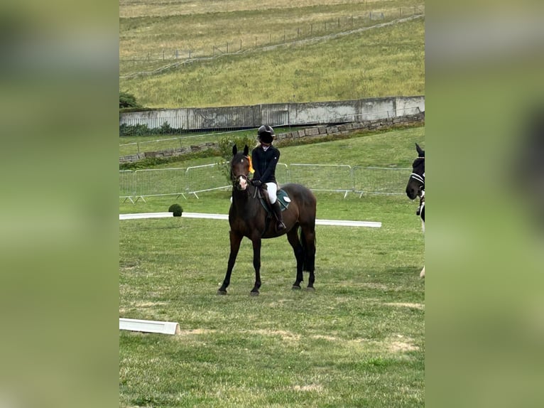 Poney de selle allemand Hongre 11 Ans 148 cm Bai brun in Wolmirstedt