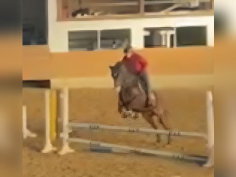 Poney de selle allemand Hongre 11 Ans 148 cm Bai brun in Wolmirstedt