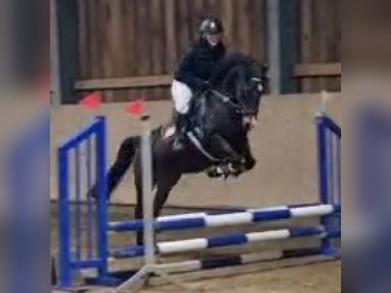 Poney de selle allemand Hongre 11 Ans 148 cm Bai brun in Wolmirstedt