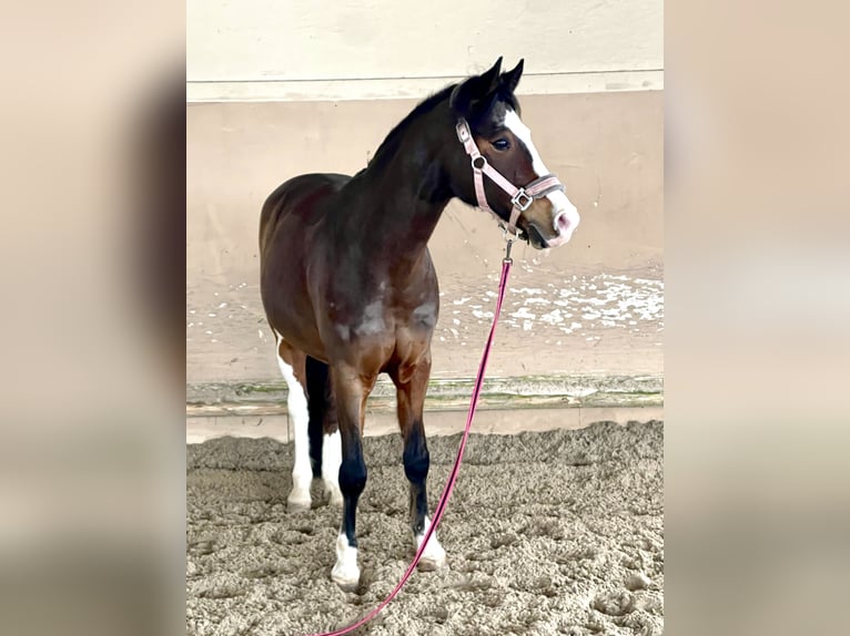 Poney de selle allemand Hongre 11 Ans 148 cm Bai in Pforzheim