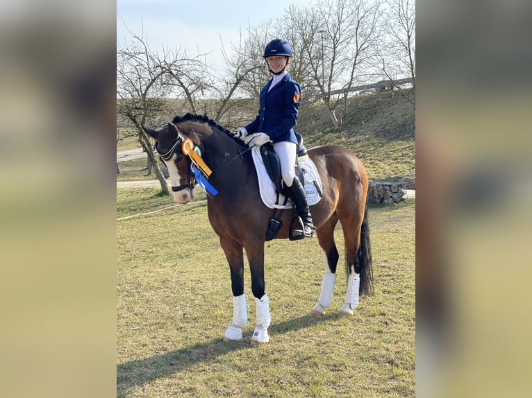 Poney de selle allemand Hongre 11 Ans 148 cm Bai in Pforzheim