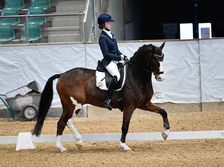 Poney de selle allemand Hongre 11 Ans 148 cm Bai in Pforzheim