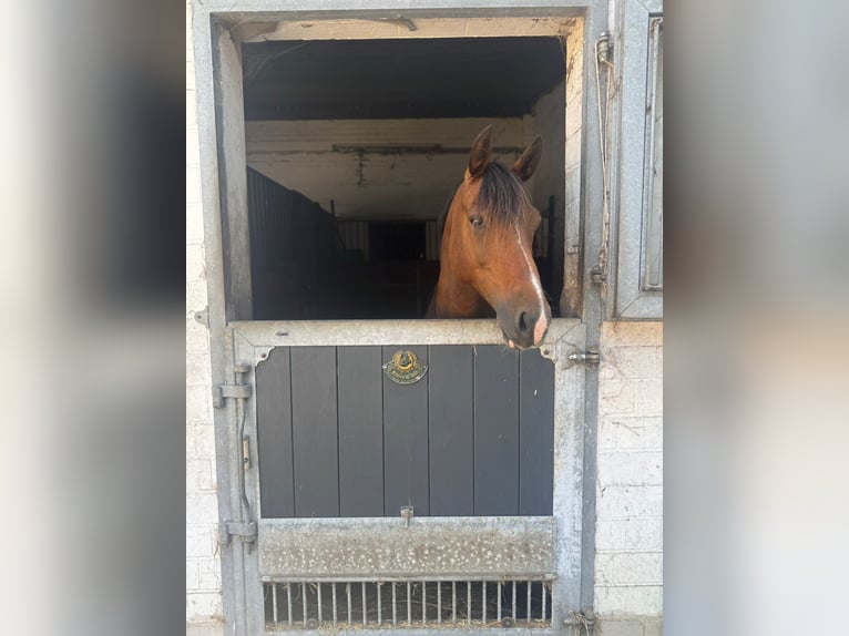 Poney de selle allemand Hongre 11 Ans 148 cm Bai in Winsen (Aller) Poney de selle allemand Hongre 11 Ans 148 cm Bai in Winsen (Aller)