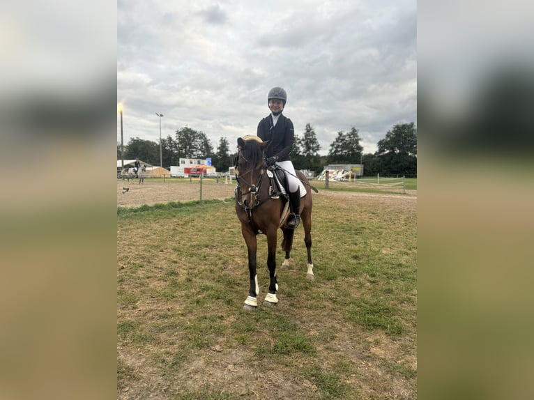 Poney de selle allemand Hongre 11 Ans 148 cm Bai in Winsen (Aller) Poney de selle allemand Hongre 11 Ans 148 cm Bai in Winsen (Aller)