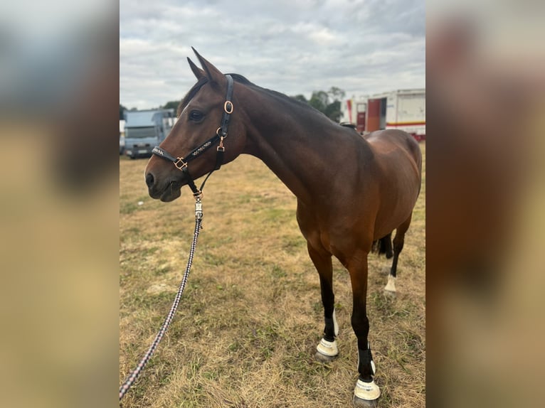 Poney de selle allemand Hongre 11 Ans 148 cm Bai in Winsen (Aller) Poney de selle allemand Hongre 11 Ans 148 cm Bai in Winsen (Aller)