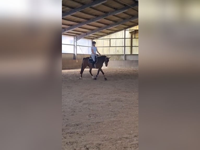 Poney de selle allemand Hongre 11 Ans 148 cm Bai in Winsen (Aller) Poney de selle allemand Hongre 11 Ans 148 cm Bai in Winsen (Aller)