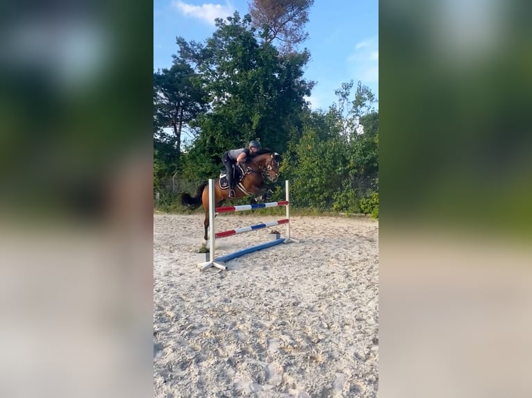 Poney de selle allemand Hongre 11 Ans 148 cm Bai in Winsen (Aller) Poney de selle allemand Hongre 11 Ans 148 cm Bai in Winsen (Aller)