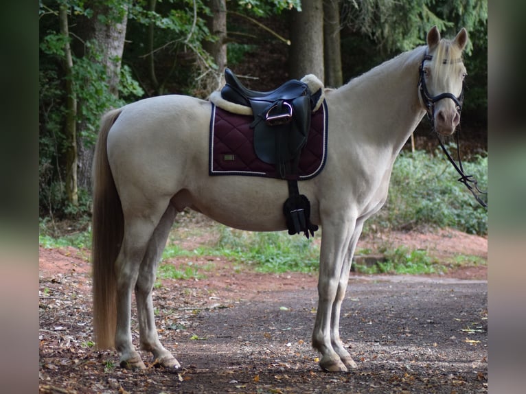 Poney de selle allemand Hongre 11 Ans 148 cm Cremello in Mittelbrunn