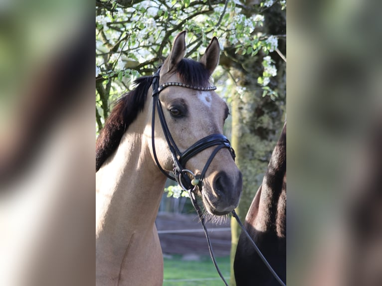 Poney de selle allemand Hongre 11 Ans 148 cm Isabelle in Haltern am See