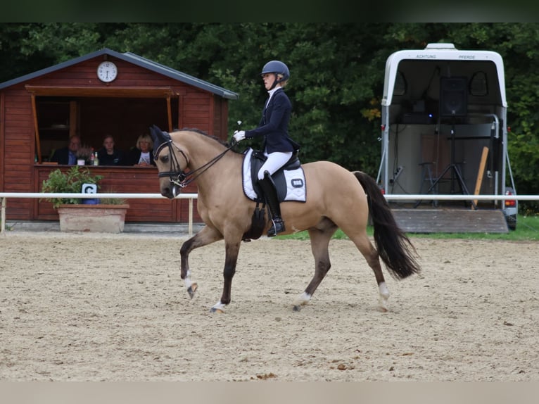 Poney de selle allemand Hongre 11 Ans 148 cm Isabelle in Haltern am See