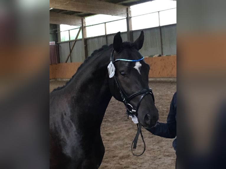 Poney de selle allemand Hongre 11 Ans 148 cm Noir in Kiel