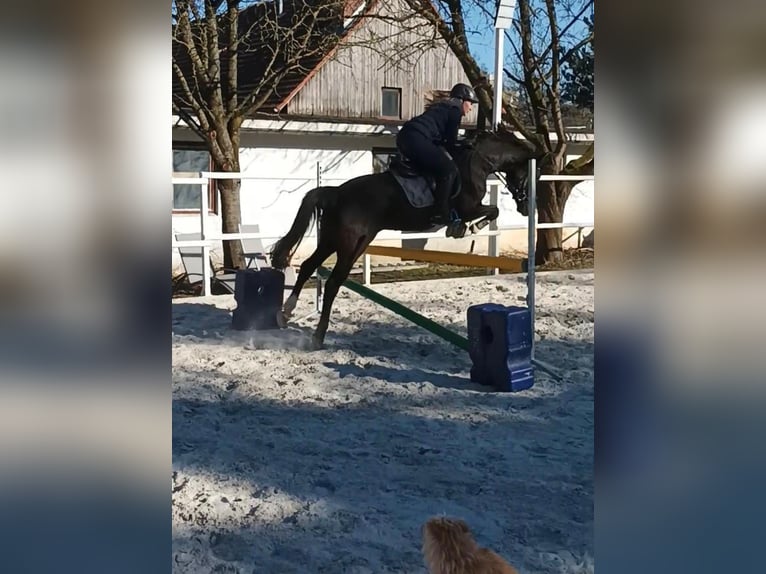 Poney de selle allemand Hongre 11 Ans 148 cm Noir in Lingen