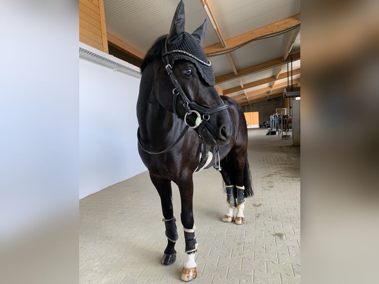 Poney de selle allemand Hongre 11 Ans 148 cm Noir in Vöhringen