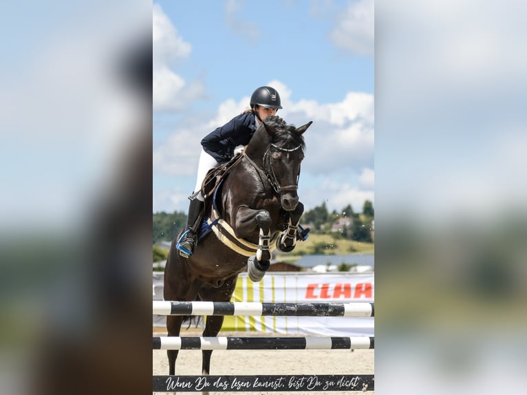 Poney de selle allemand Hongre 11 Ans 148 cm Noir in R&#xF6;merstein