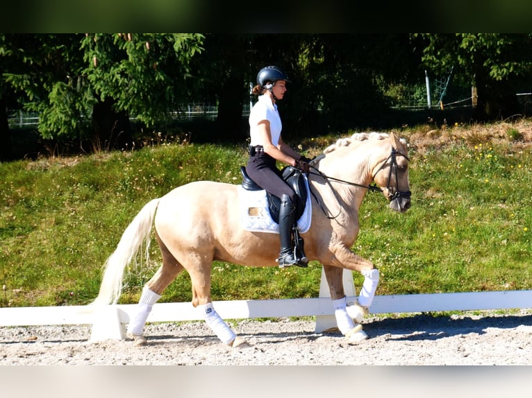 Poney de selle allemand Hongre 11 Ans 148 cm Palomino in Freiensteinau