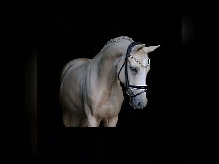 Poney de selle allemand Hongre 11 Ans 148 cm Palomino in Recke, bei Osnabr&#xFC;ck