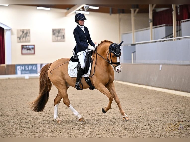 Poney de selle allemand Hongre 11 Ans 149 cm Alezan in Münster