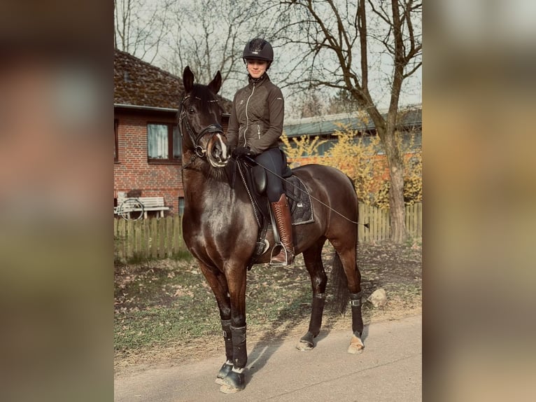 Poney de selle allemand Hongre 11 Ans 149 cm Noir in Hamburg Hummelsbüttel