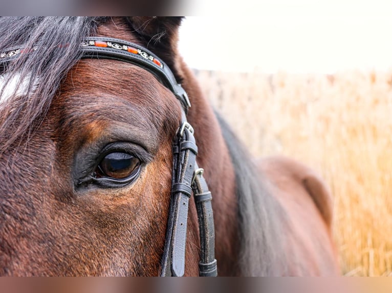 Poney de selle allemand Croisé Hongre 11 Ans 150 cm Bai in Gem&#xFC;nden am Main