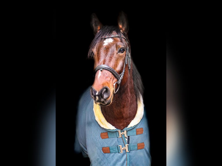Poney de selle allemand Croisé Hongre 11 Ans 150 cm Bai in Gem&#xFC;nden am Main