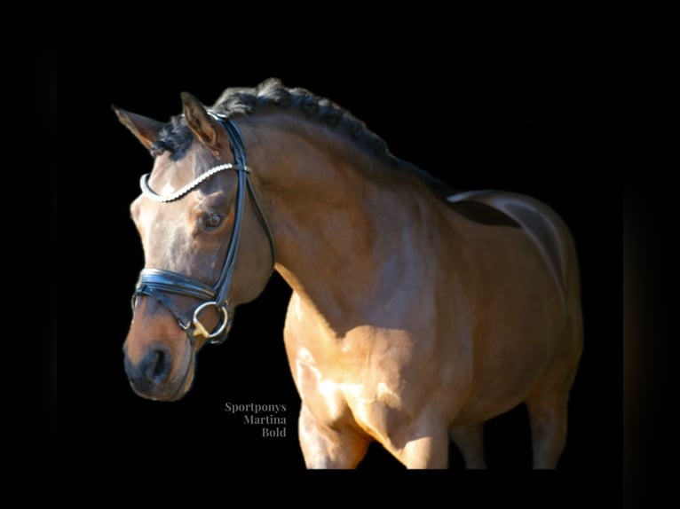 Poney de selle allemand Hongre 11 Ans 151 cm Bai in Recke, bei Osnabrück