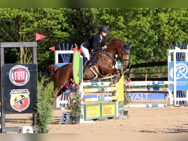 Poney de selle allemand Hongre 11 Ans 152 cm Alezan in Neustadt an der Weinstraße