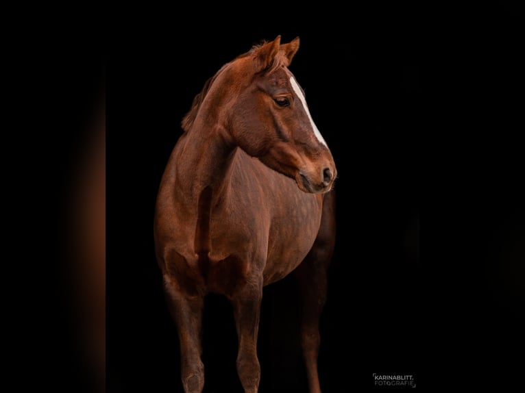 Poney de selle allemand Hongre 11 Ans 152 cm Alezan in Neustadt an der Weinstraße