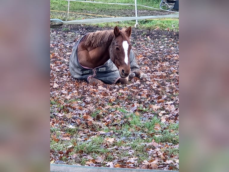 Poney de selle allemand Hongre 11 Ans 152 cm Alezan in Neustadt an der Weinstraße