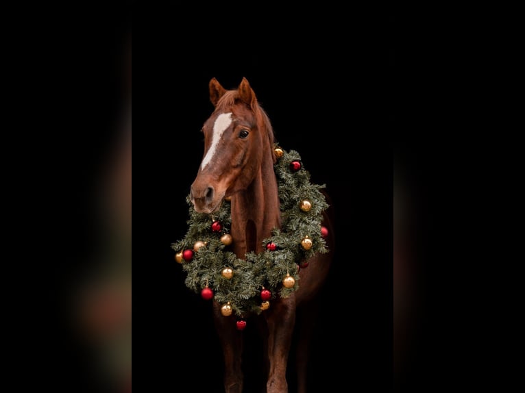 Poney de selle allemand Hongre 11 Ans 152 cm Alezan in Neustadt an der Weinstraße