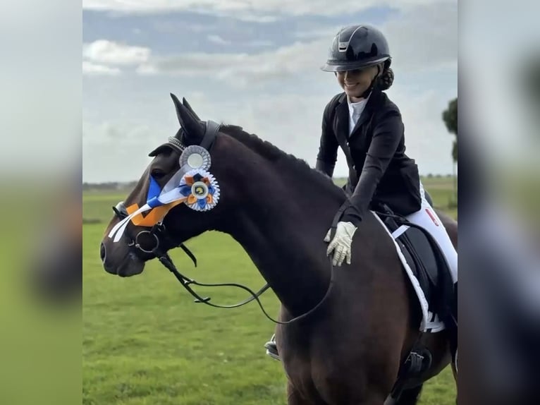 Poney de selle allemand Hongre 11 Ans 153 cm Bai brun in Grevenbroich