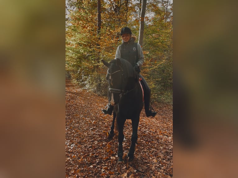 Poney de selle allemand Hongre 11 Ans 153 cm Bai brun foncé in Lübeck