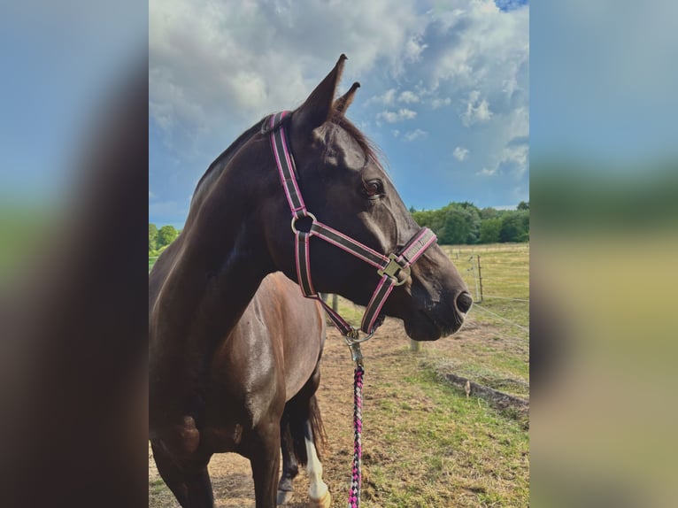 Poney de selle allemand Hongre 11 Ans 153 cm Bai brun foncé in Lübeck