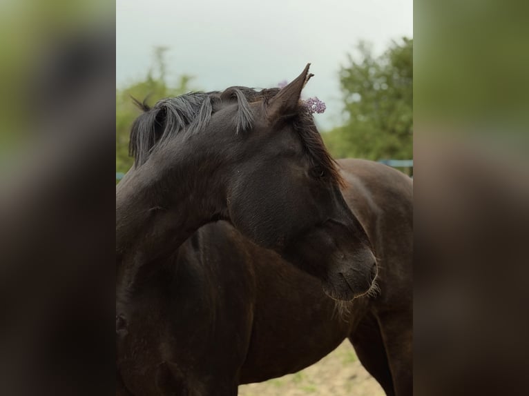 Poney de selle allemand Hongre 11 Ans 153 cm Bai brun foncé in Lübeck