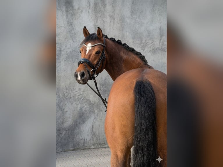 Poney de selle allemand Hongre 11 Ans 153 cm Bai in Leverkusen