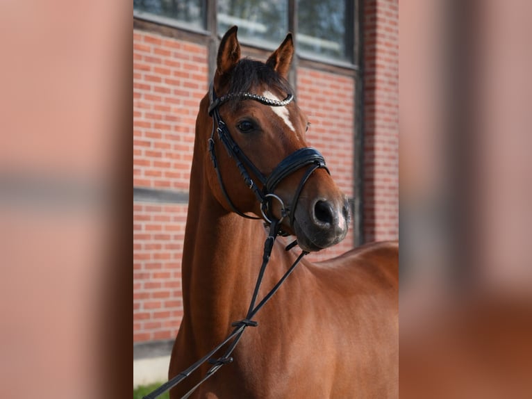 Poney de selle allemand Hongre 11 Ans 153 cm Bai in Leverkusen