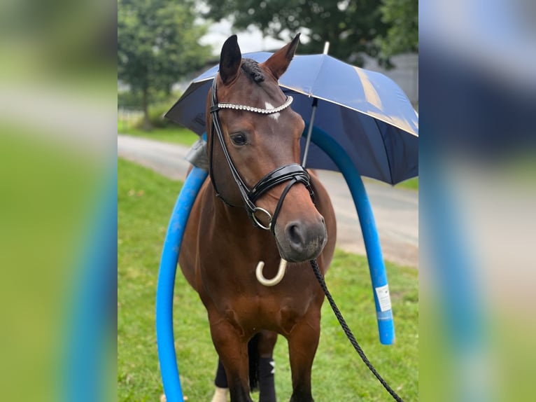 Poney de selle allemand Hongre 11 Ans 154 cm Bai in Bersenbr&#xFC;cK