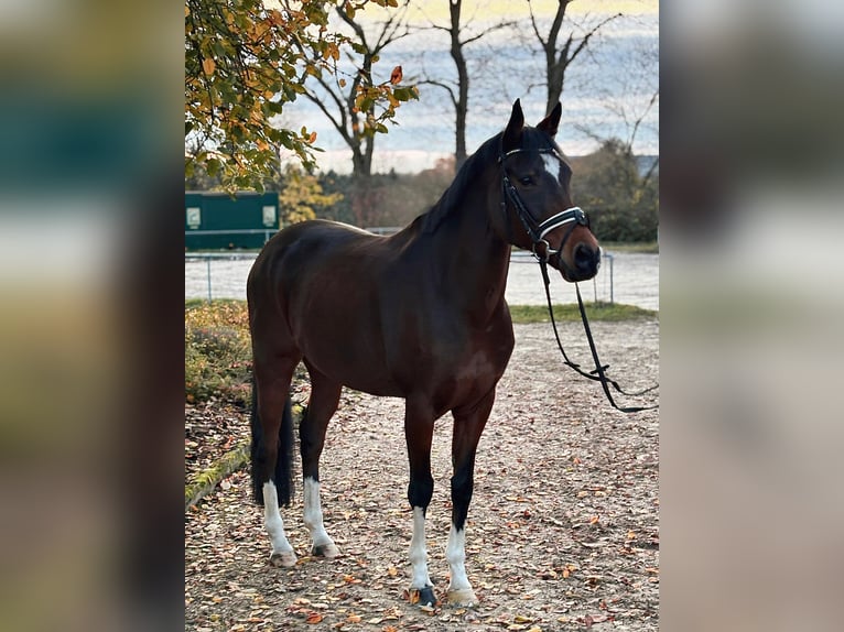 Poney de selle allemand Hongre 11 Ans 154 cm Bai in Pirmasens