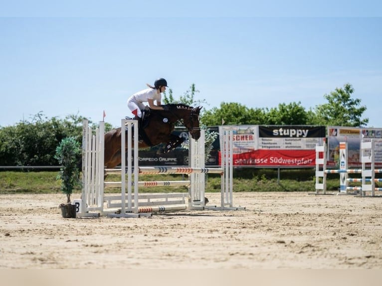 Poney de selle allemand Hongre 11 Ans 154 cm Bai in Pirmasens