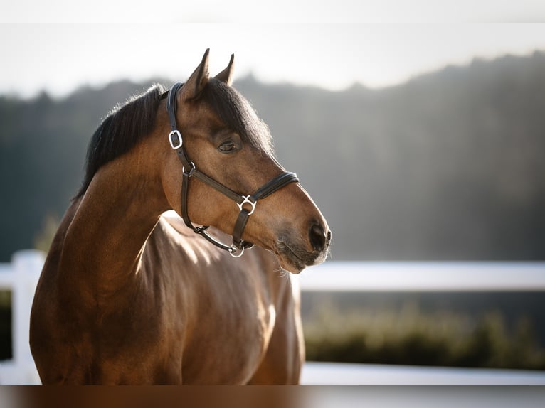 Poney de selle allemand Hongre 11 Ans 155 cm Bai in Schwäbisch Gmünd