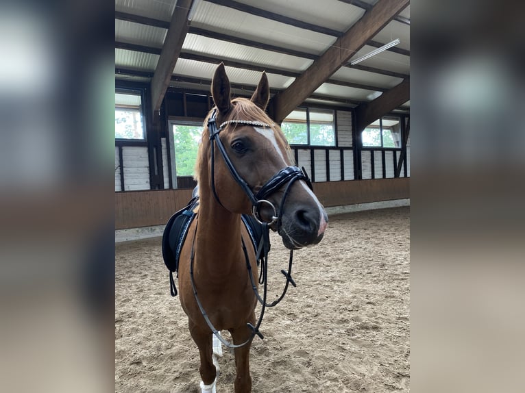 Poney de selle allemand Hongre 11 Ans 158 cm Alezan brûlé in Schwalmtal