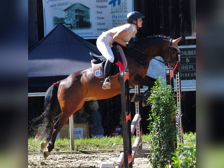 Poney de selle allemand Hongre 11 Ans Bai brun in Tübingen Bühl