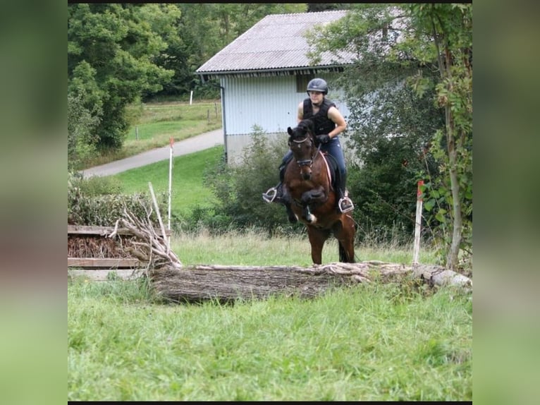 Poney de selle allemand Hongre 11 Ans Bai brun in Tübingen Bühl