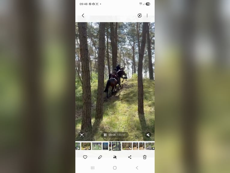 Poney de selle allemand Hongre 11 Ans  in Wolmirstedt