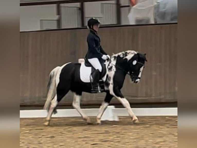 Poney de selle allemand Hongre 12 Ans 134 cm Pinto in Herborn